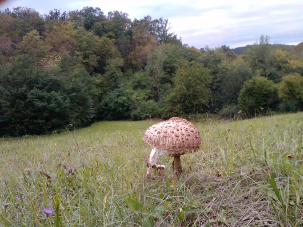 مبيت وإفطار Divača Osterija Na Planinci المظهر الخارجي الصورة