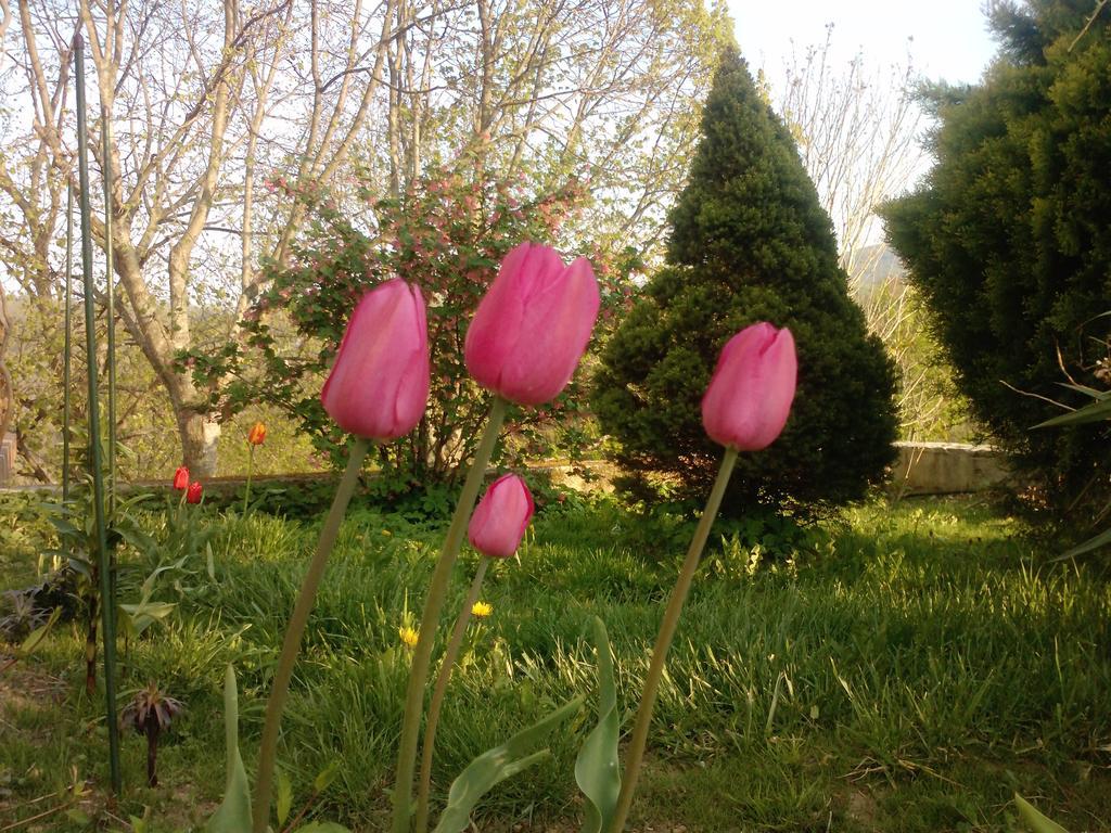مبيت وإفطار Divača Osterija Na Planinci المظهر الخارجي الصورة